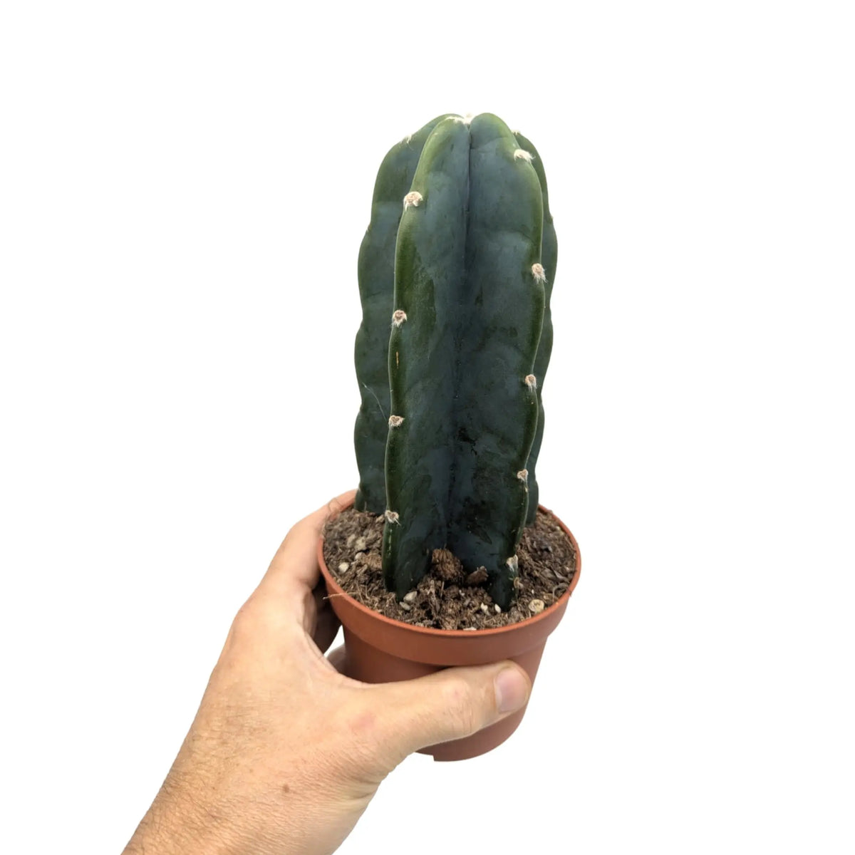 Cereus Jamacaru - Cuddly Cactus Leaf Culture