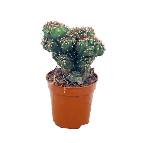 Cereus peruvianus monstrosus blue | Cactus Leaf Culture