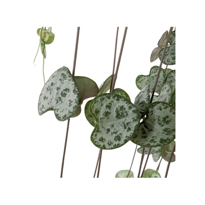 Ceropegia Woodii Hanging House Plant - String of Hearts Leaf Culture