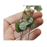 Ceropegia Woodii Hanging House Plant - String of Hearts Leaf Culture