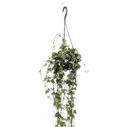 Ceropegia linearis Iris Leaf Culture