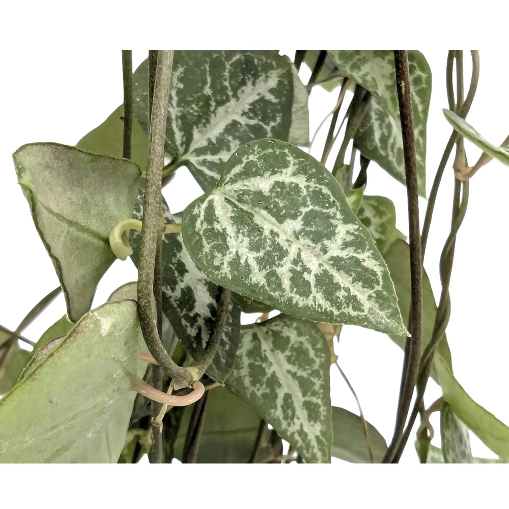 Ceropegia linearis Iris_3_main