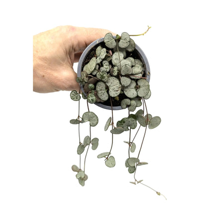 Ceropegia woodii Silver Glory | String of Hearts Leaf Culture