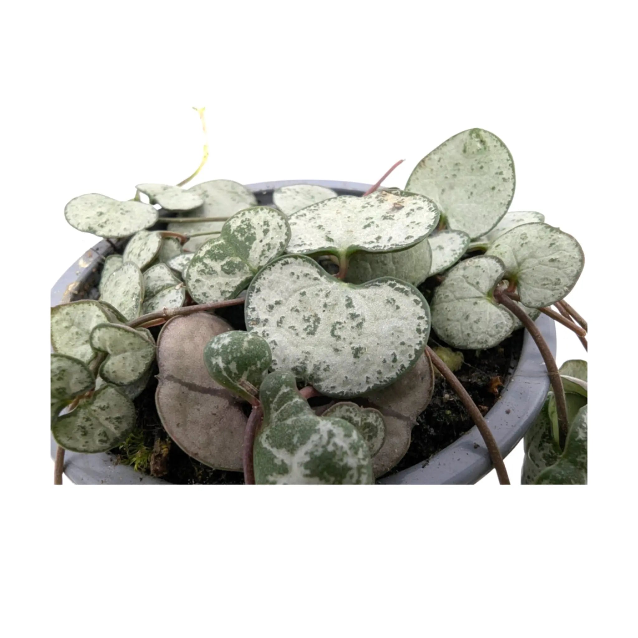 Ceropegia woodii Silver Glory | String of Hearts Leaf Culture