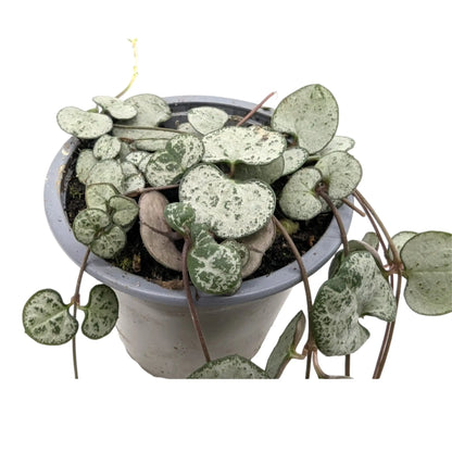 Ceropegia woodii Silver Glory | String of Hearts Leaf Culture