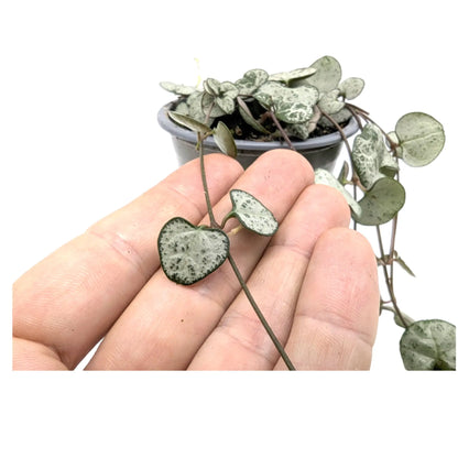 Ceropegia woodii Silver Glory | String of Hearts Leaf Culture