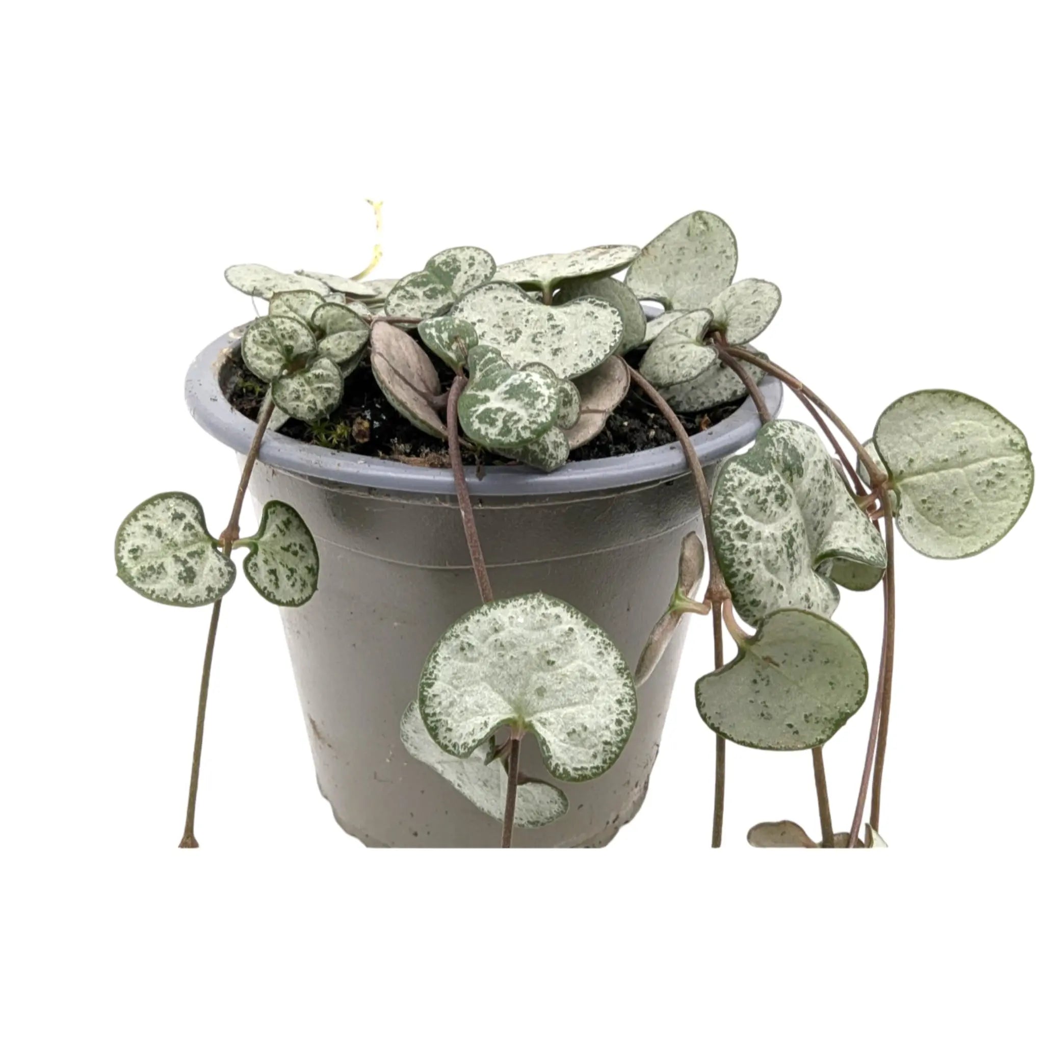 Ceropegia woodii Silver Glory | String of Hearts Leaf Culture