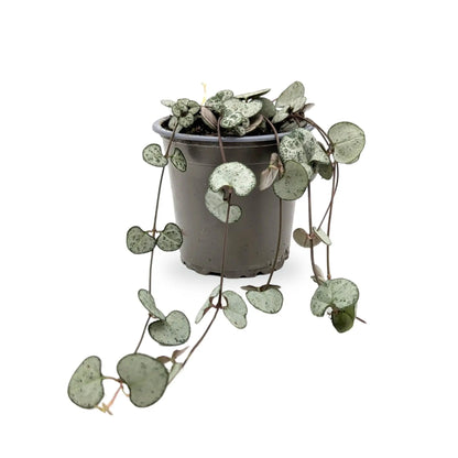 Ceropegia woodii Silver Glory | String of Hearts Leaf Culture