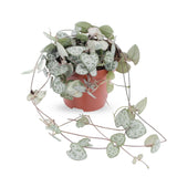 Ceropegia woodii - String of Hearts Leaf Culture