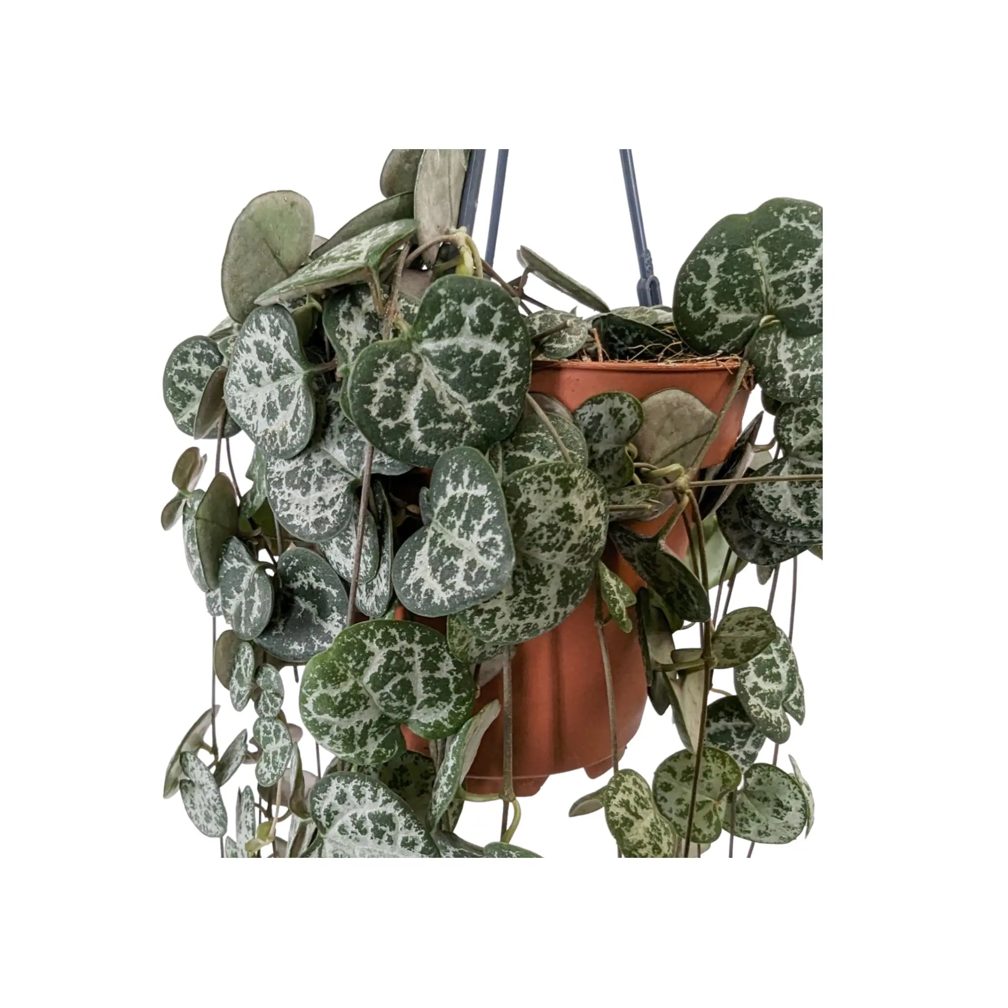 Ceropegia woodii - String of Hearts Leaf Culture