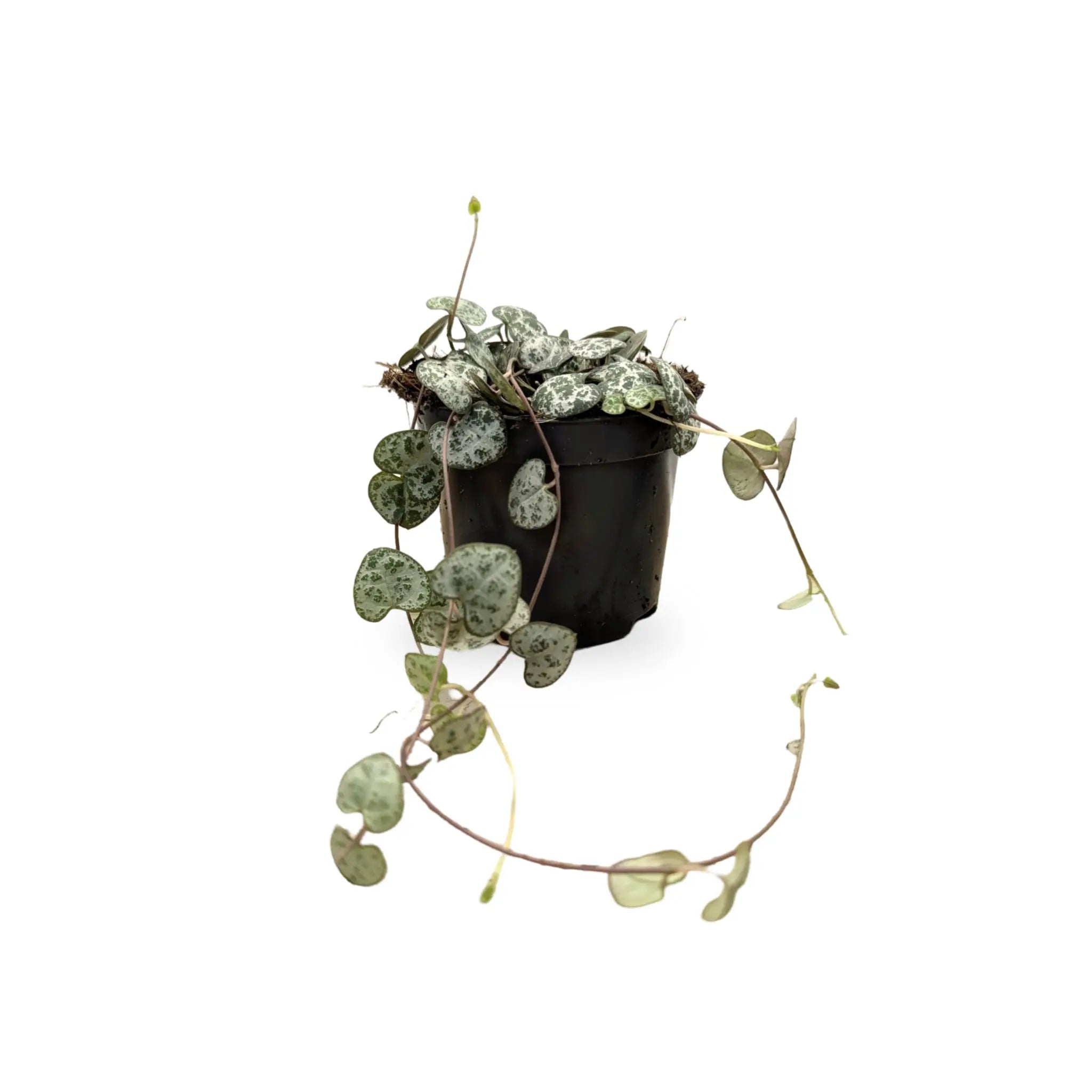 Ceropegia woodii - String of Hearts Leaf Culture