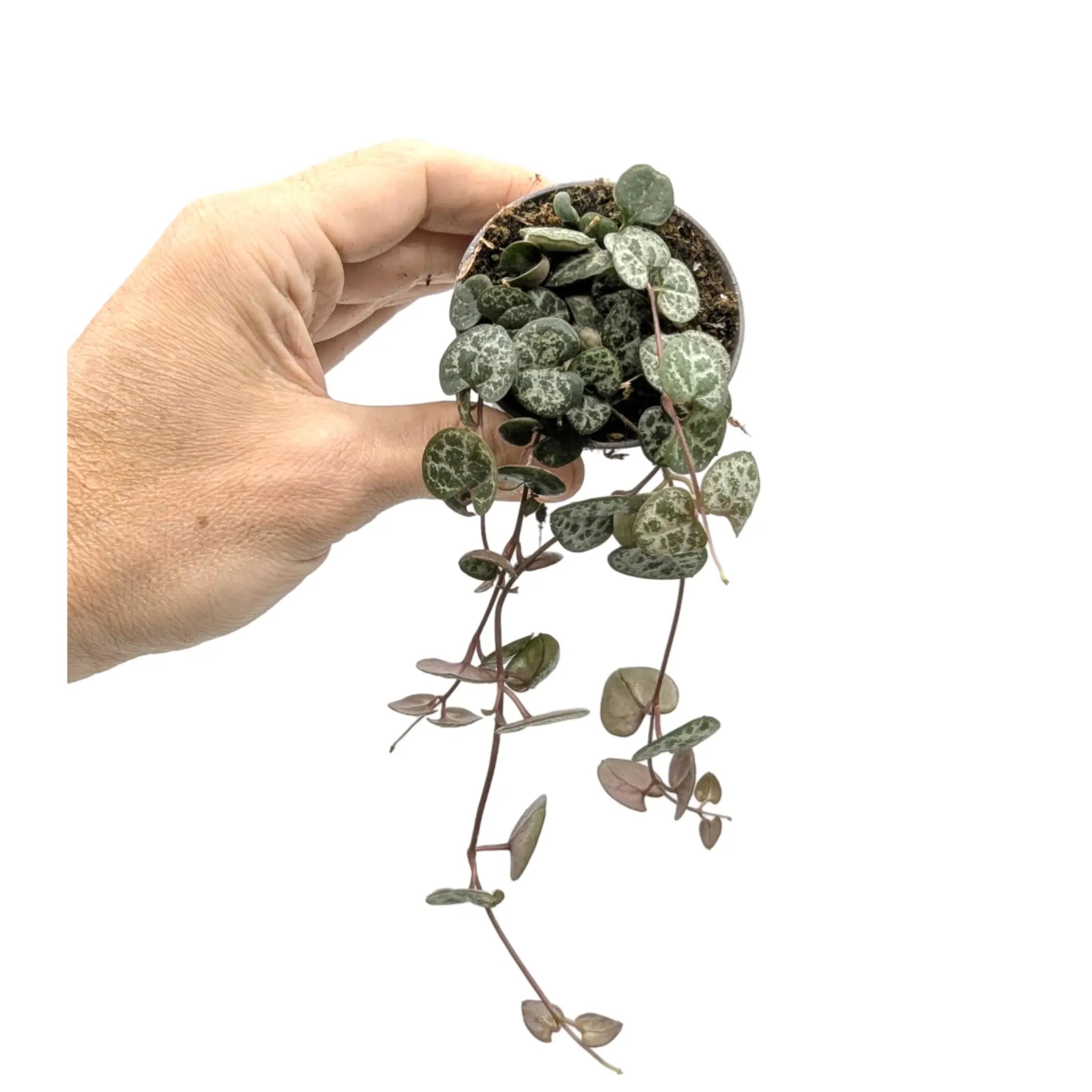 Ceropegia woodii - String of Hearts Leaf Culture