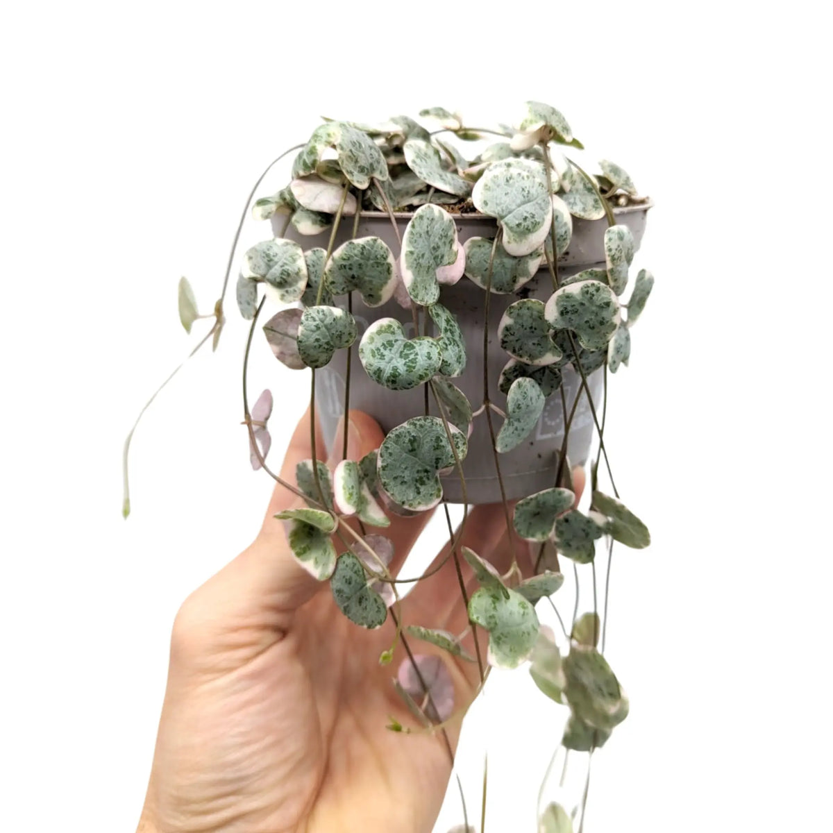 Ceropegia woodii Variegata - String of Hearts Leaf Culture