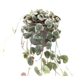Ceropegia woodii Variegata - String of Hearts Leaf Culture