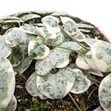 Ceropegia woodii Variegata - String of Hearts Leaf Culture