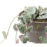 Ceropegia woodii Variegata - String of Hearts Leaf Culture