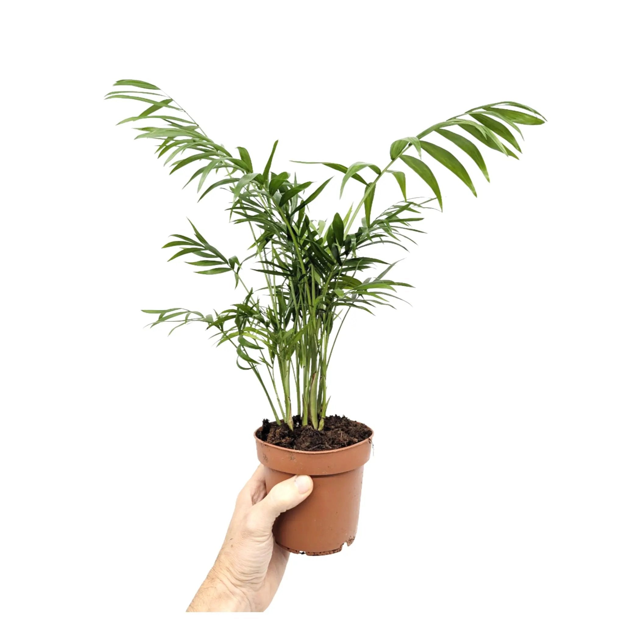 Chamaedorea elegans - Parlor Palm Leaf Culture