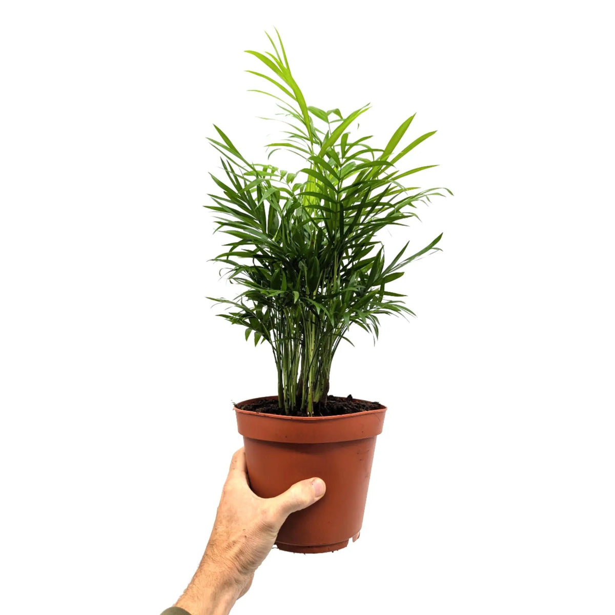 Chamaedorea elegans - Parlor Palm Leaf Culture