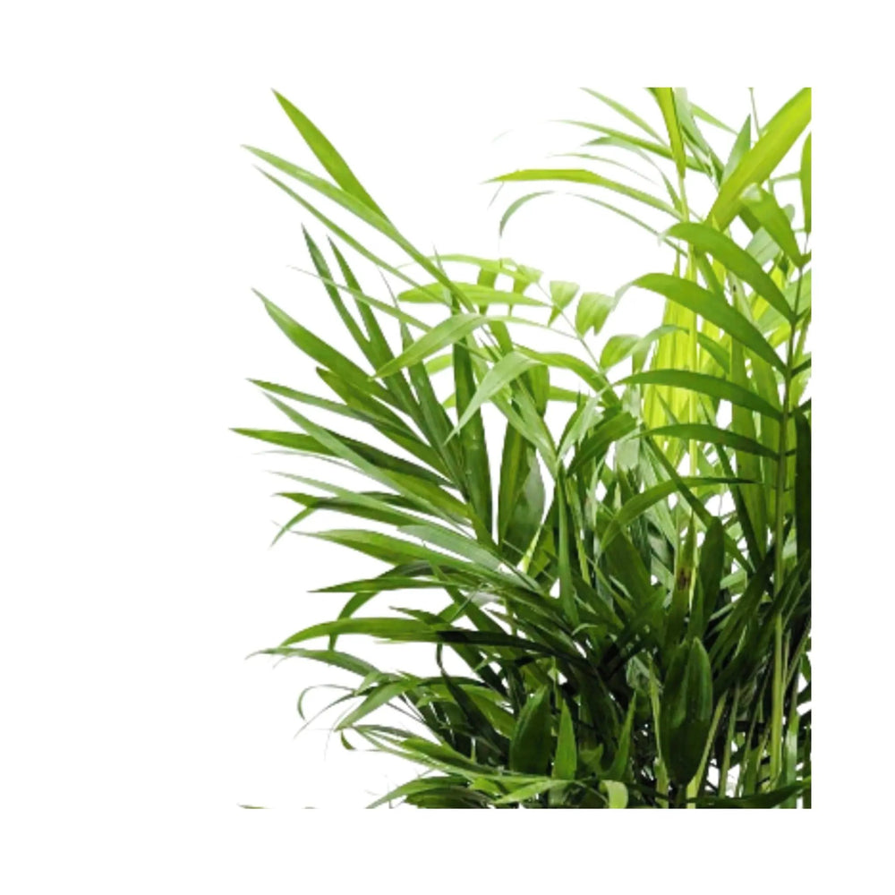 Chamaedorea elegans - Parlor Palm_3_main