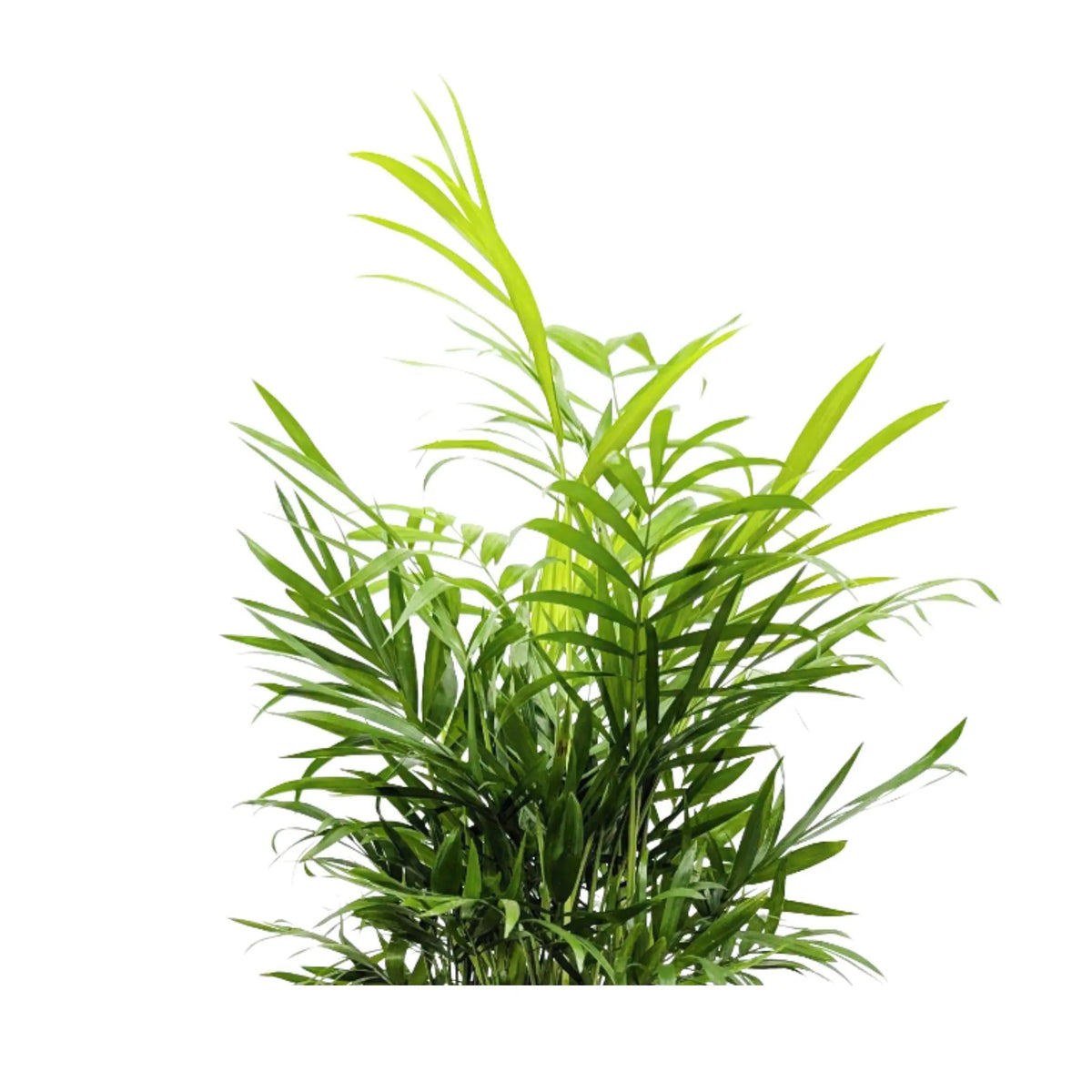 Chamaedorea elegans - Parlor Palm Leaf Culture