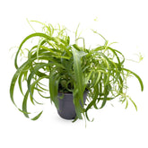 Chlorophyttum Bonnie Hanging Basket - Spider Plant Leaf Culture