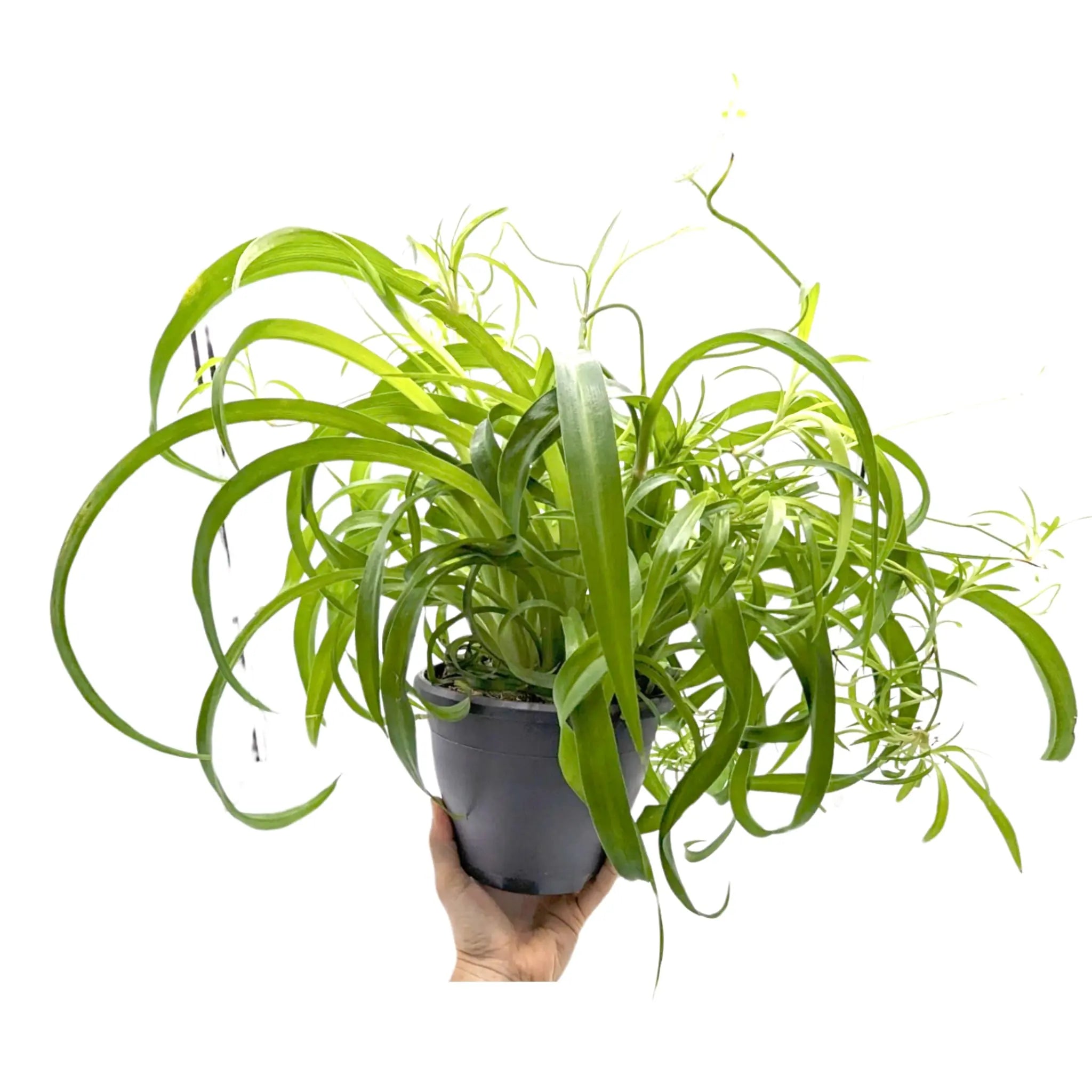 Chlorophyttum Bonnie Hanging Basket - Spider Plant Leaf Culture
