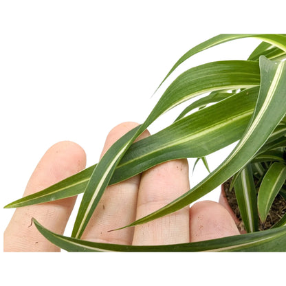 Chlorophyttum Bonnie - Spider Plant Leaf Culture