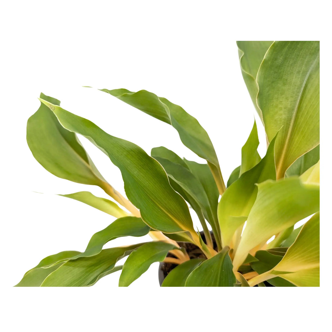 Chlorophyttum Fire Flash - Mandarin Plant Oz