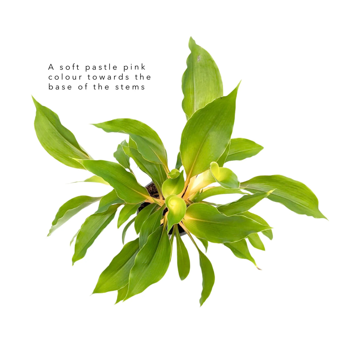 Chlorophyttum Fire Flash - Mandarin Plant Oz