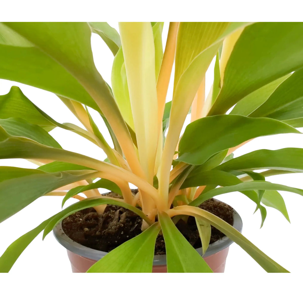 Chlorophyttum Fire Flash - Mandarin Plant Oz