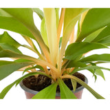 Chlorophyttum Fire Flash - Mandarin Plant Oz