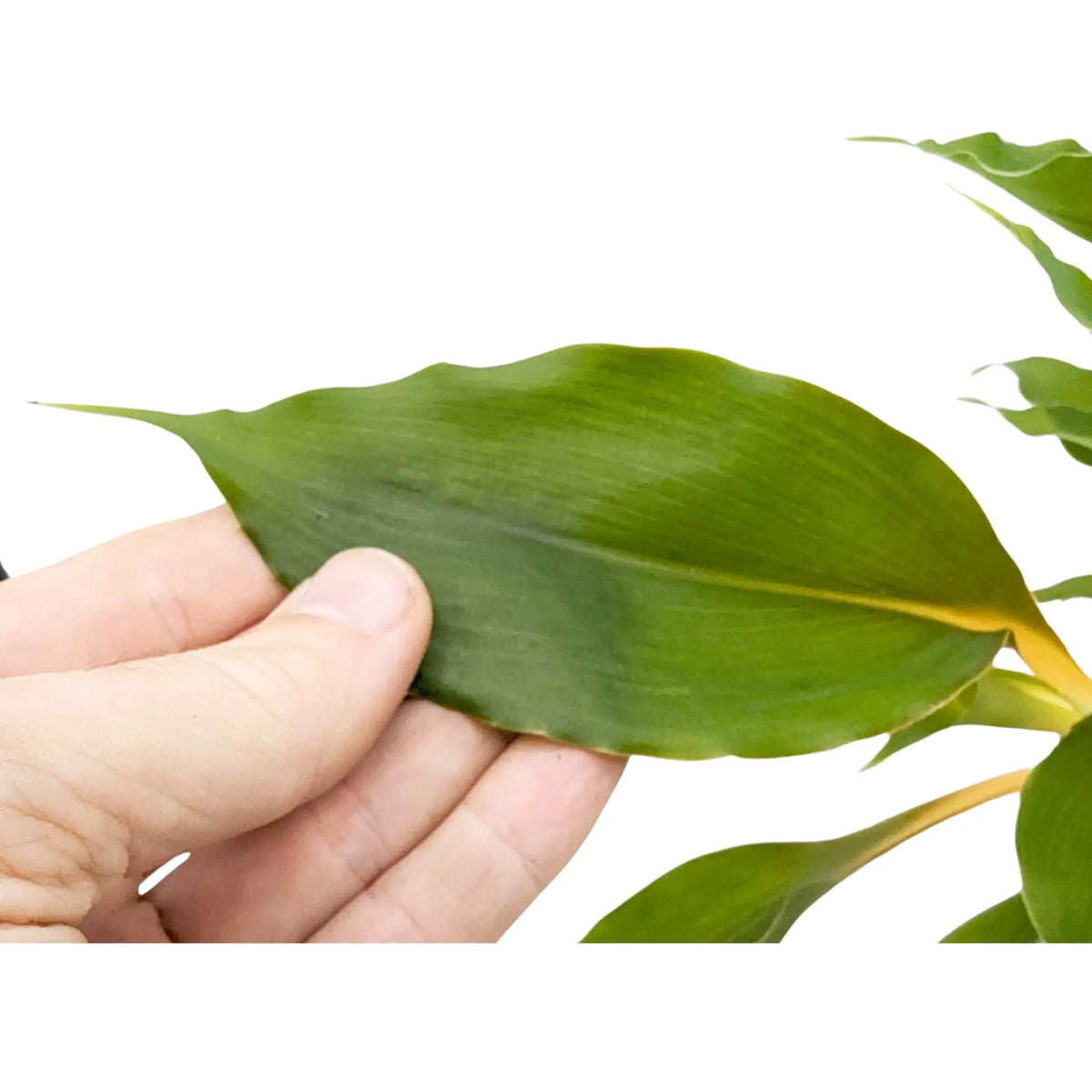 Chlorophyttum Fire Flash - Mandarin Plant Oz