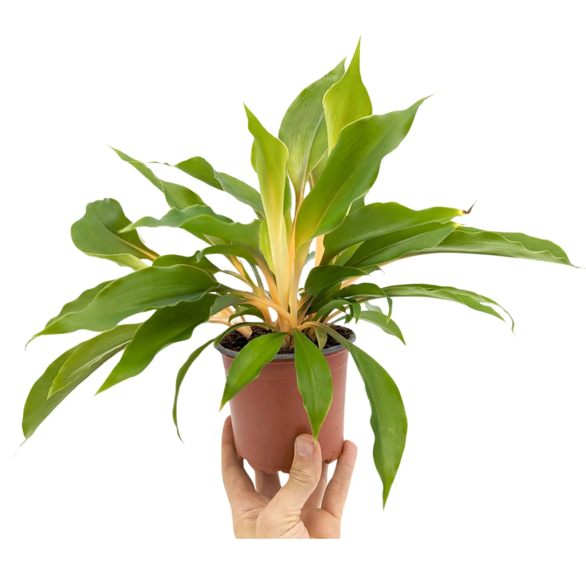 Chlorophyttum Fire Flash - Mandarin Plant Oz