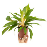 Chlorophyttum Fire Flash - Mandarin Plant Oz