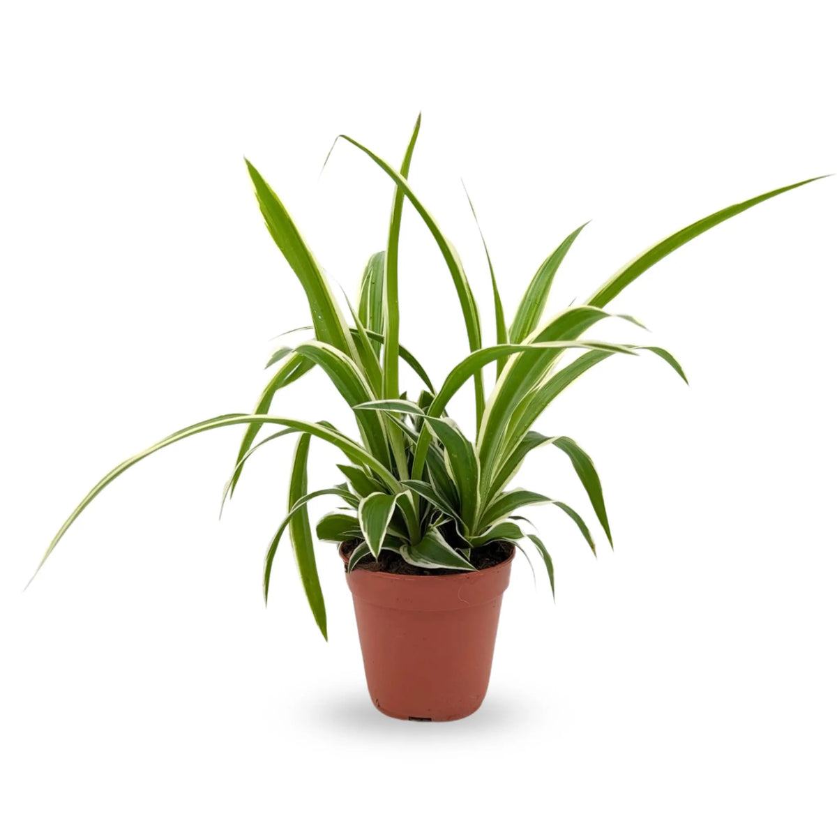 Chlorophyttum Ocean - Spider Plant Leaf Culture