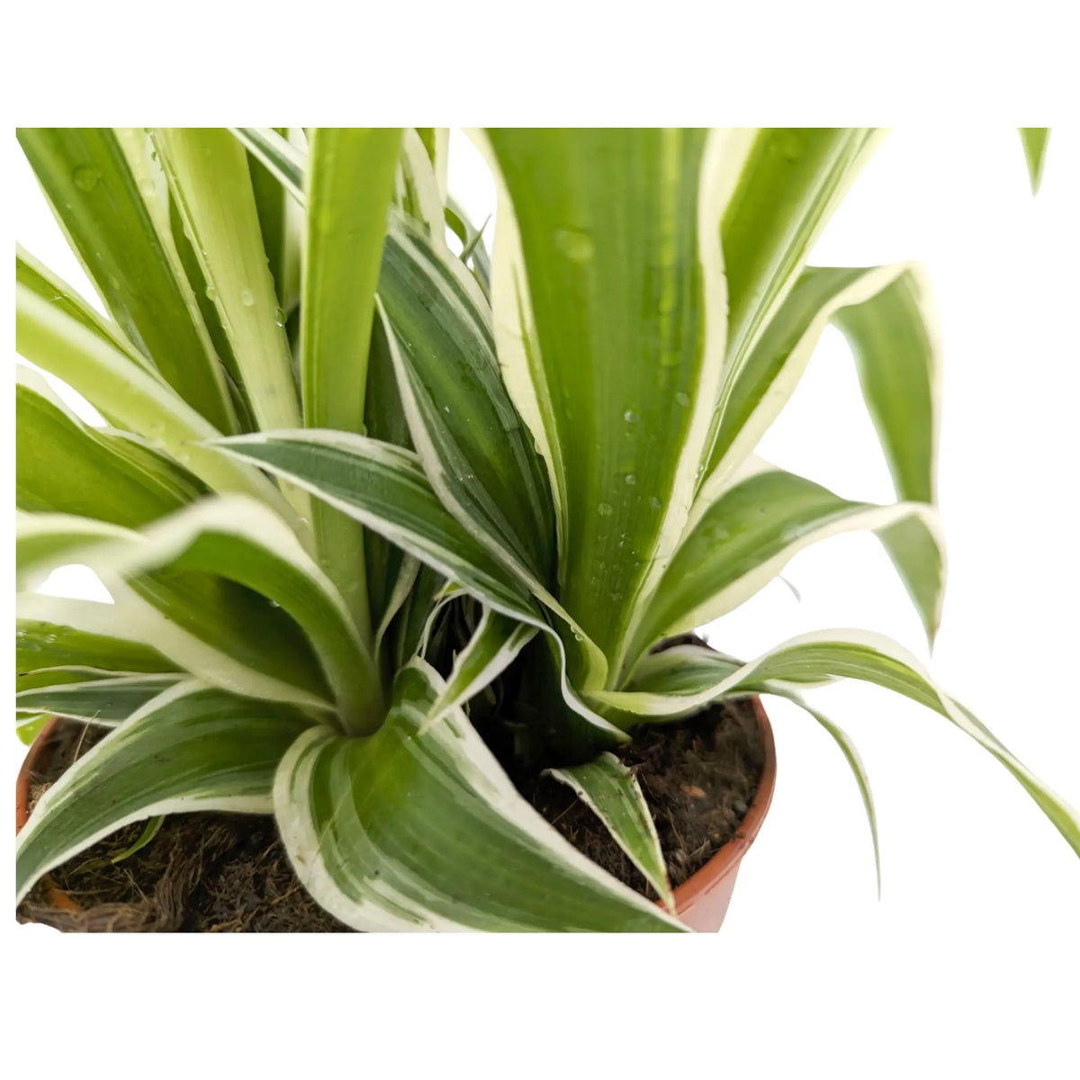 Chlorophyttum Ocean - Spider Plant Leaf Culture