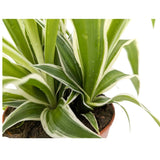 Chlorophyttum Ocean - Spider Plant Leaf Culture