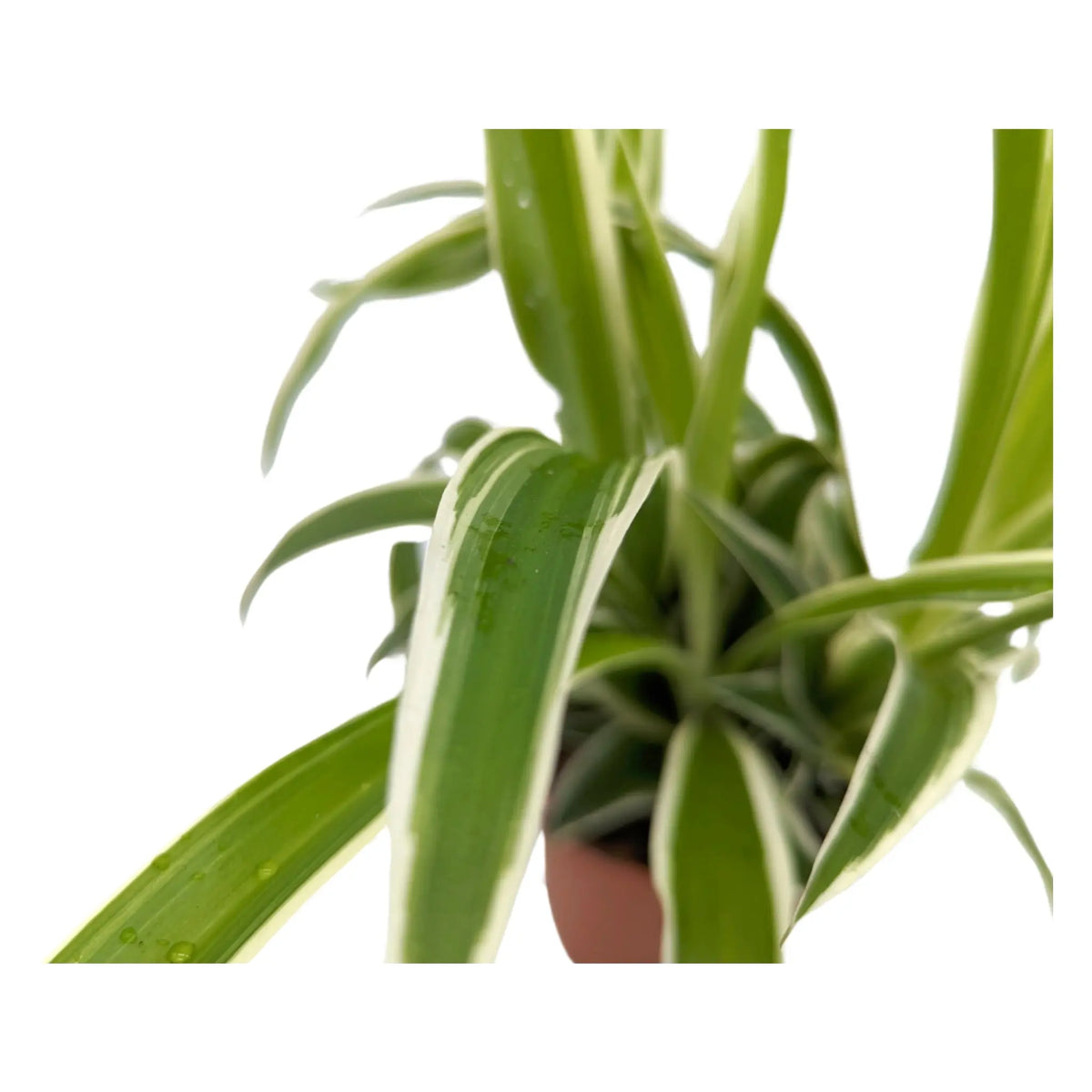 Chlorophyttum Ocean - Spider Plant Leaf Culture