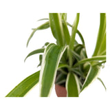 Chlorophyttum Ocean - Spider Plant Leaf Culture