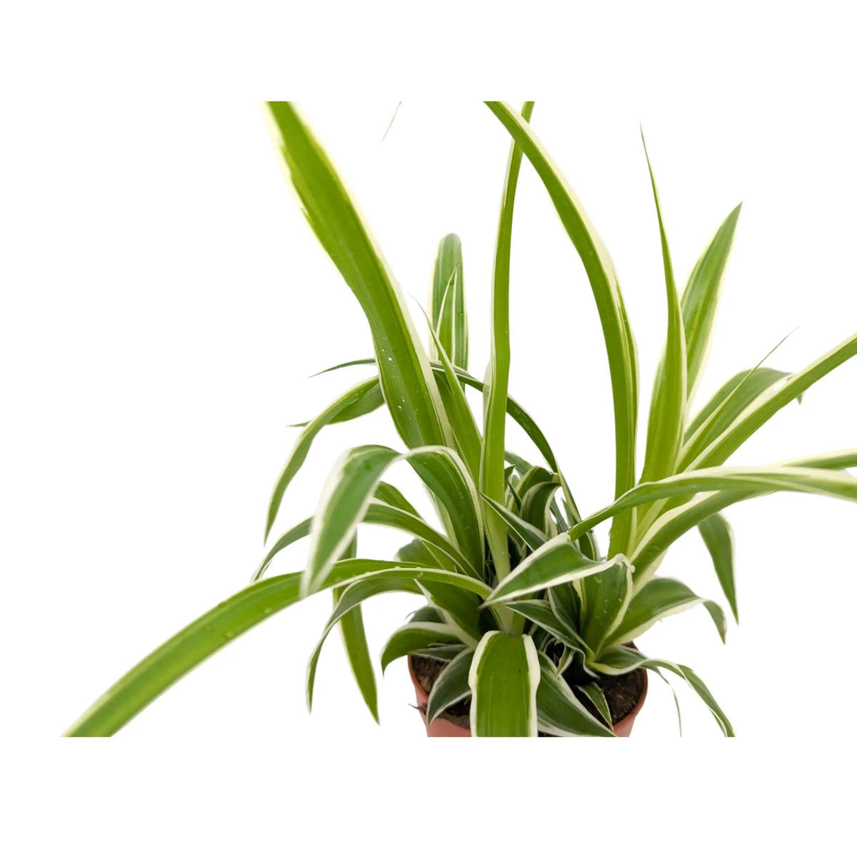 Chlorophyttum Ocean - Spider Plant Leaf Culture