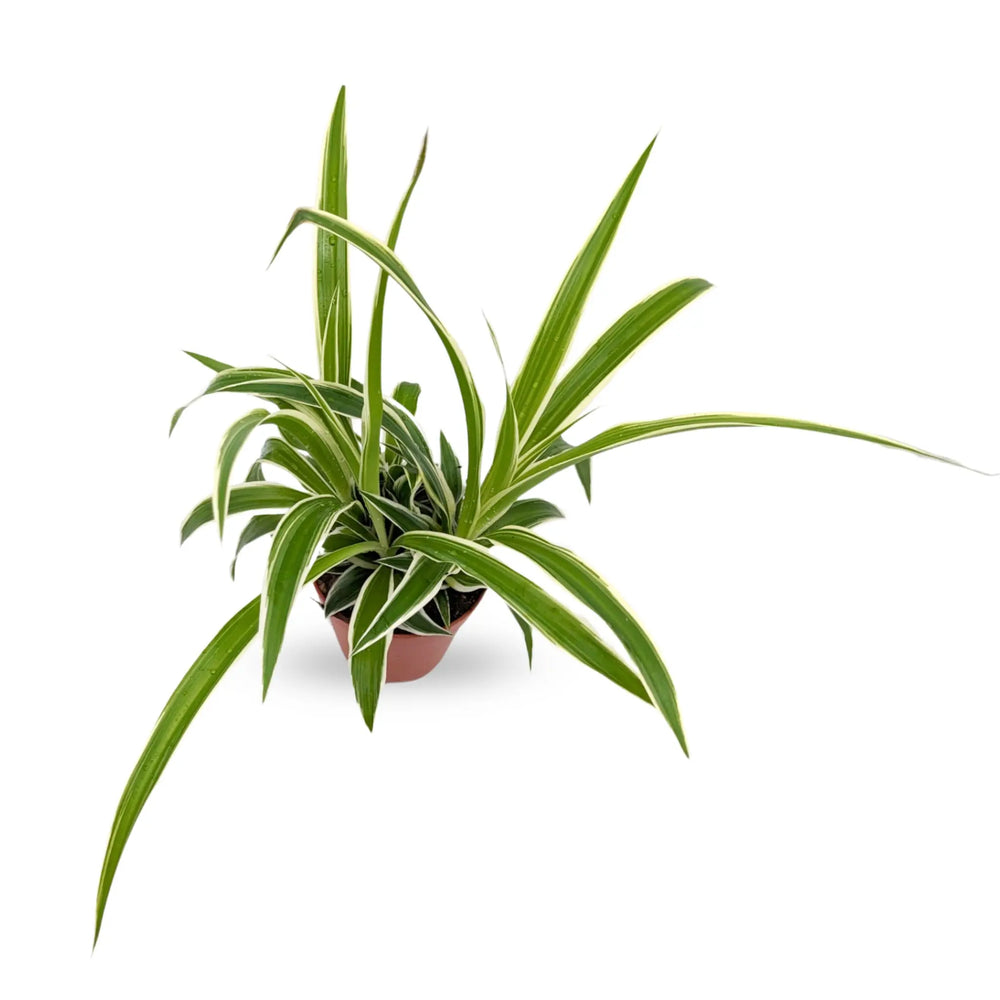Chlorophytum Ocean | Spider Plant - Variegated Air Purifying Plant_4_main