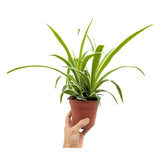 Chlorophyttum Ocean - Spider Plant Leaf Culture