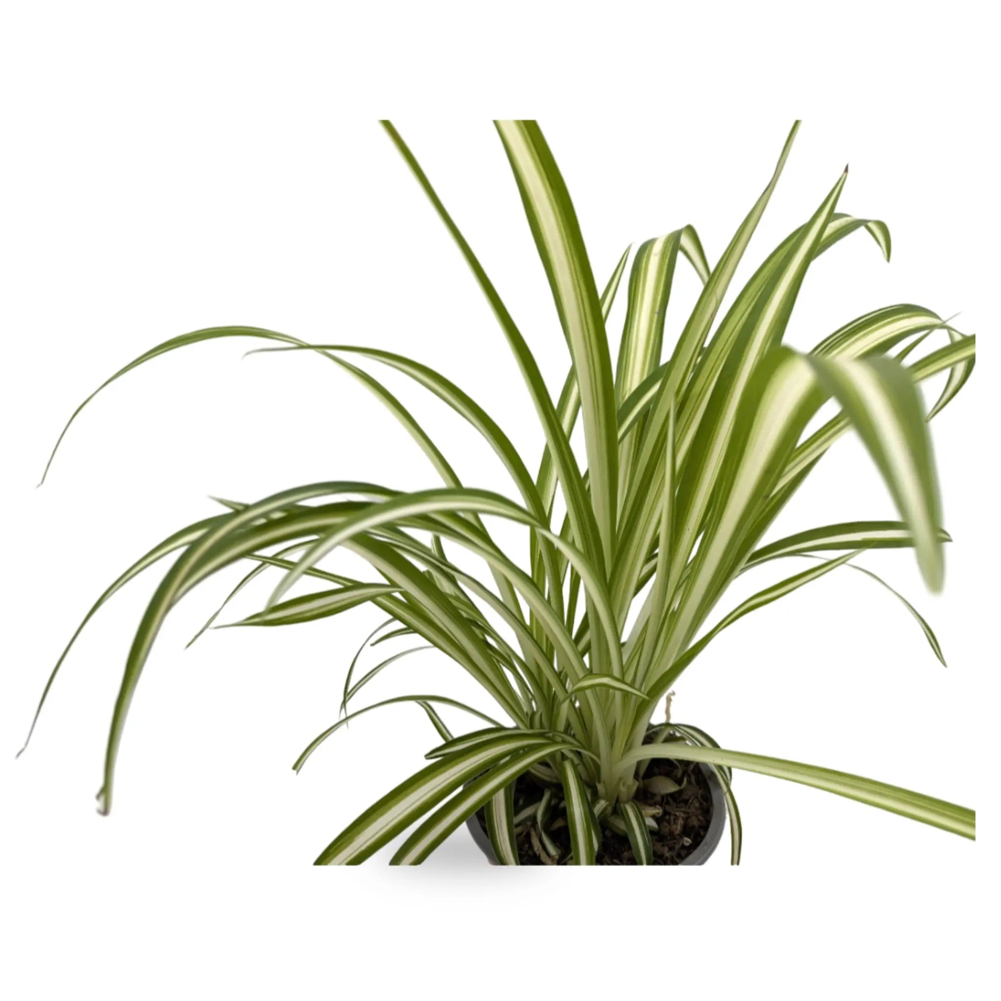 Chlorophyttum Variegatum - Spider Plant Leaf Culture