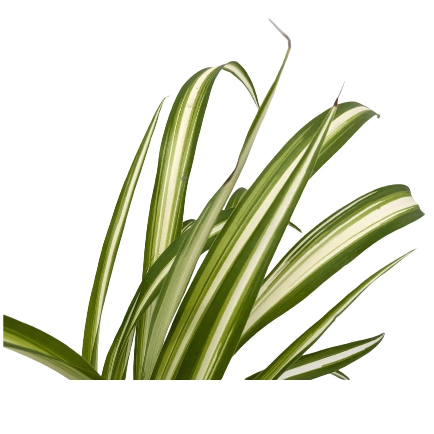 Chlorophyttum Variegatum - Spider Plant Leaf Culture