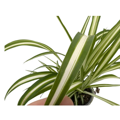 Chlorophyttum Variegatum - Spider Plant Leaf Culture