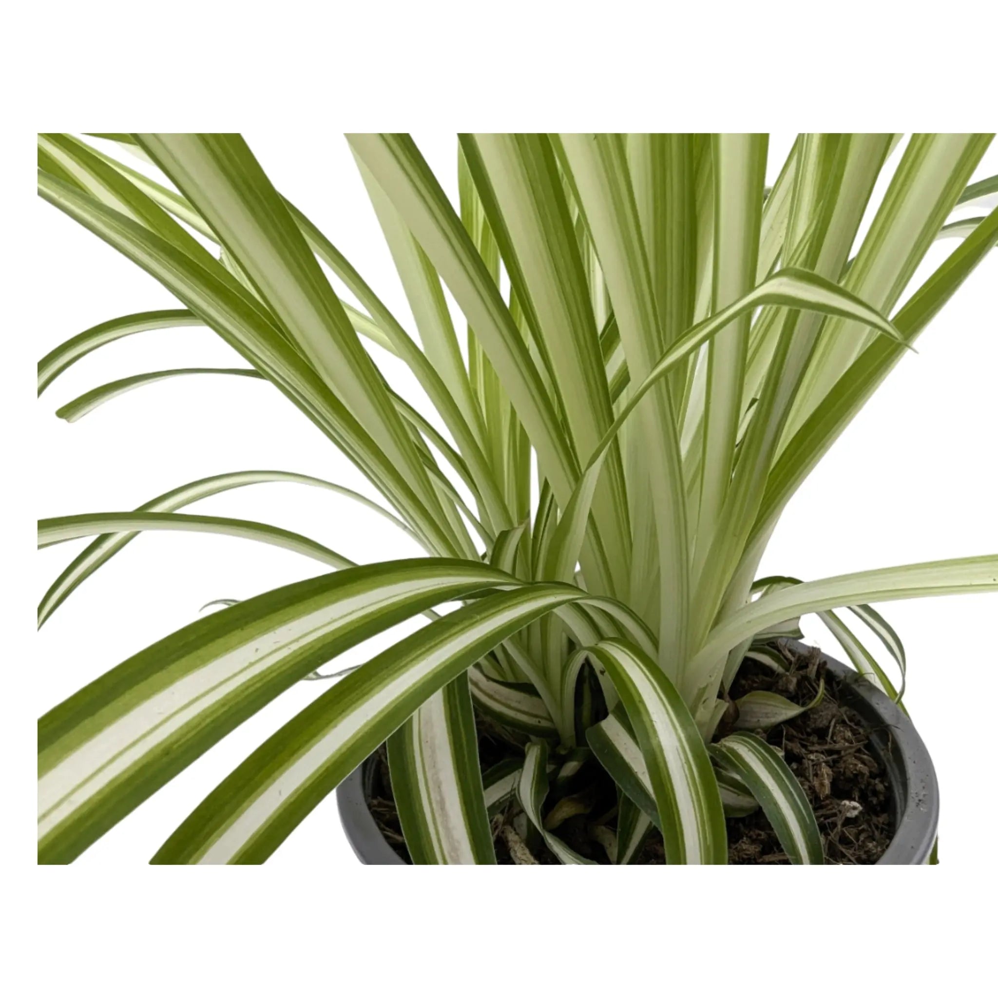 Chlorophyttum Variegatum - Spider Plant Leaf Culture