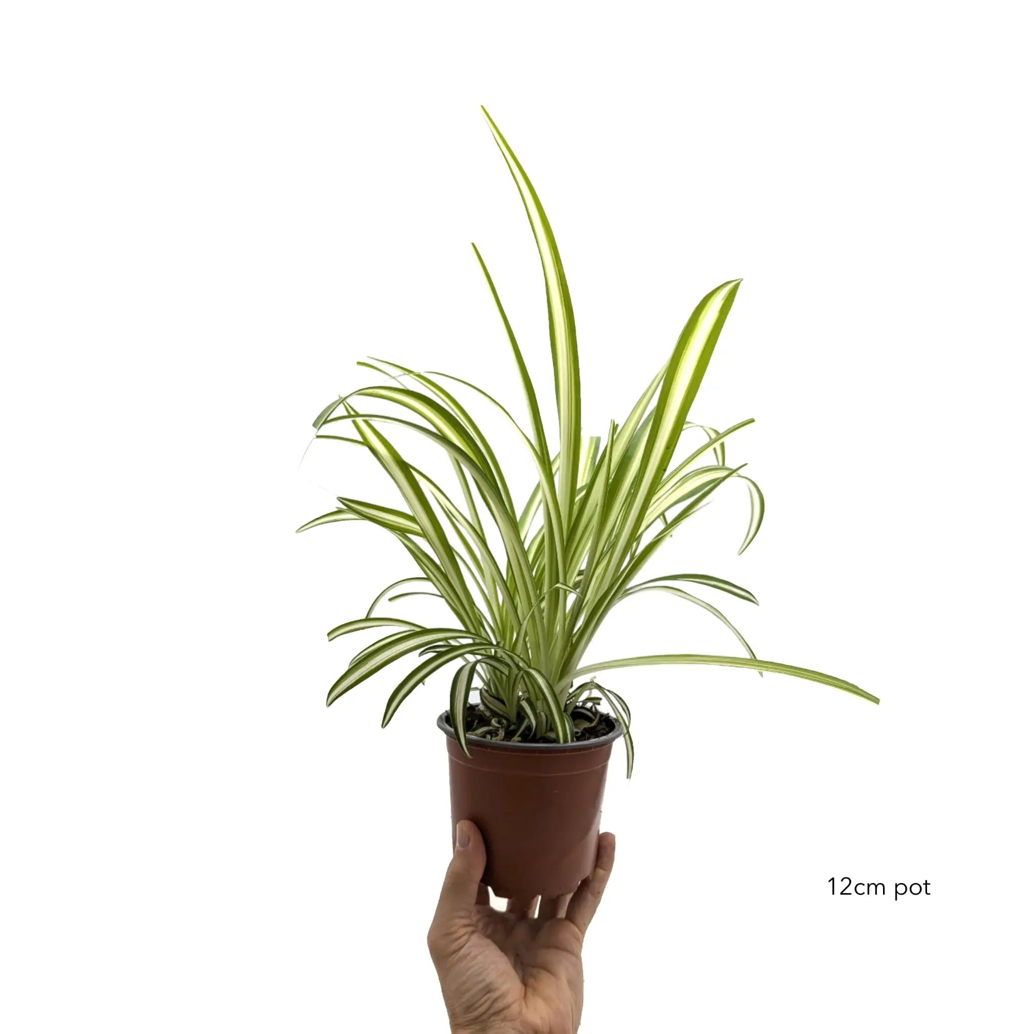 Chlorophyttum Variegatum - Spider Plant Leaf Culture