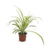 Chlorophyttum Variegatum - Spider Plant Leaf Culture