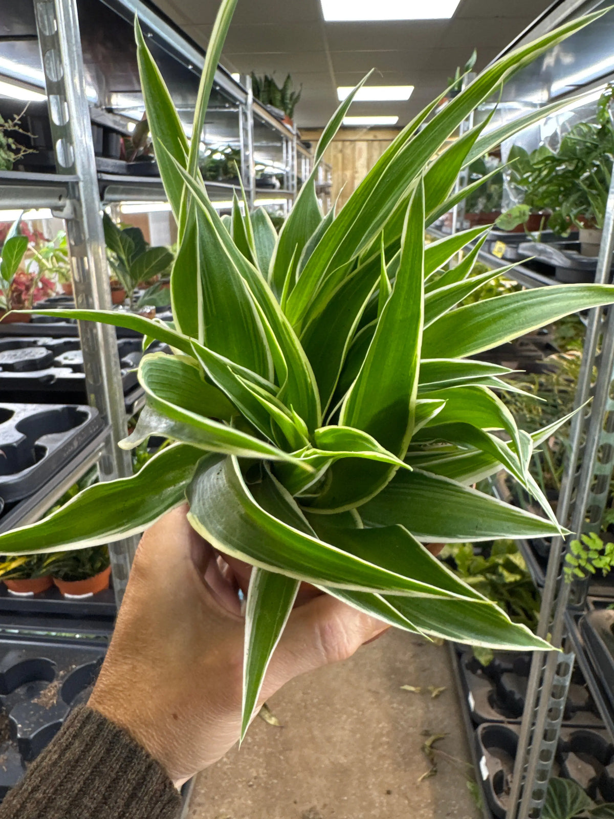 chlorophytum irish Chlorophyttum comosum Irish - Spider Plant