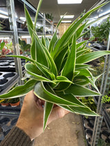 irish spider plant Chlorophyttum comosum Irish - Spider Plant